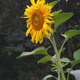 Sunflower08