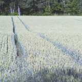 Ruissalo National Park