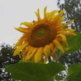 Ruissalo Sunflowers