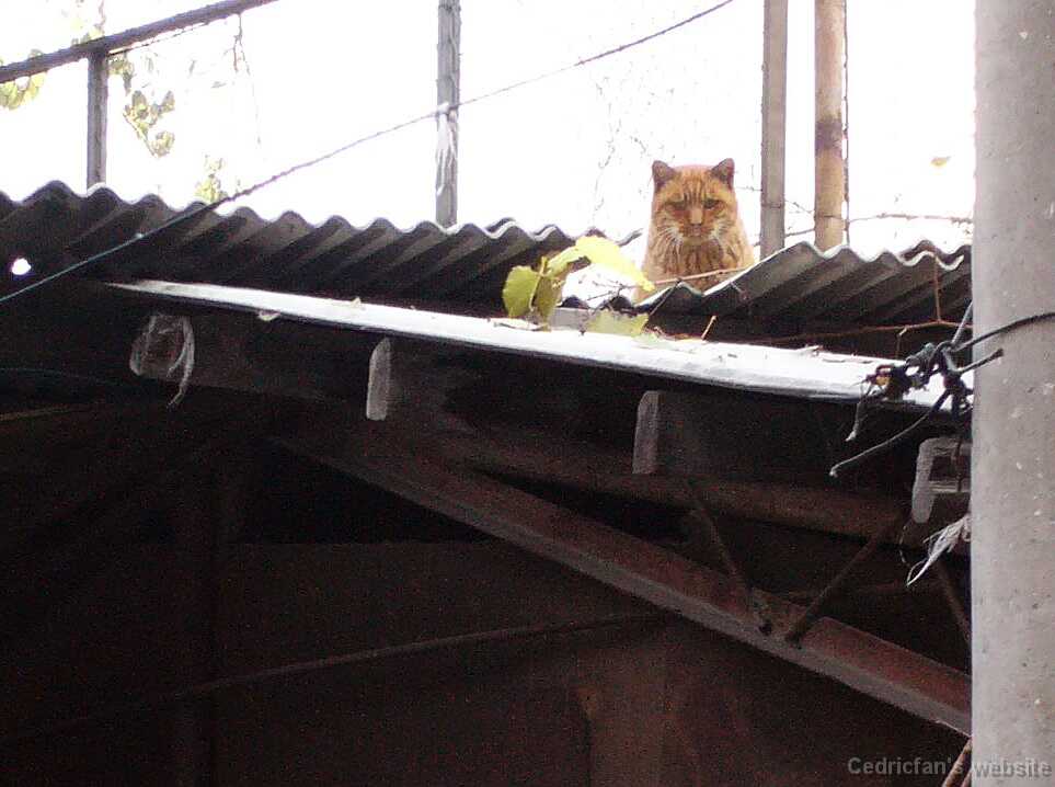 L1000493_Alleycat2