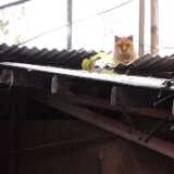 L1000493_Alleycat2