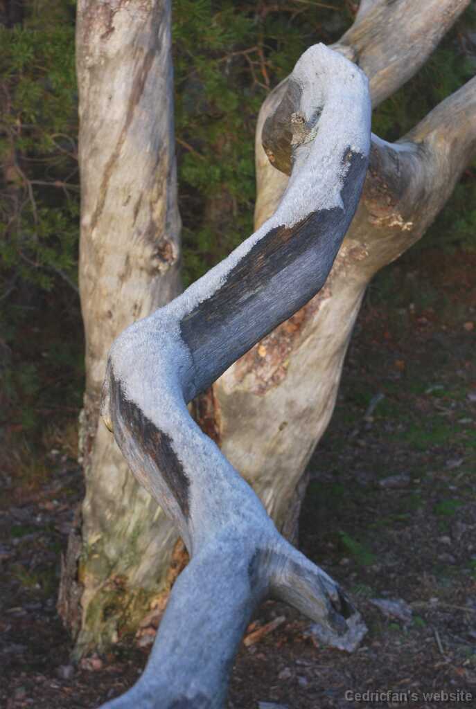 DSC_1004