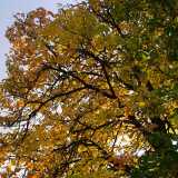 06 Autumn