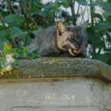 DSCF0371