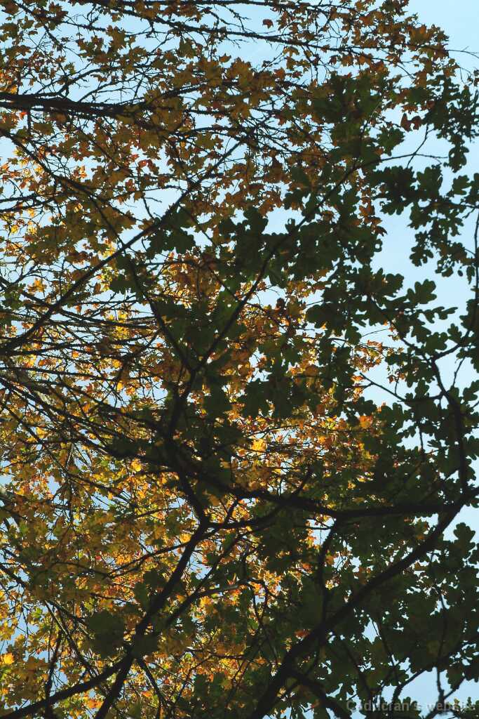 DSCF0861