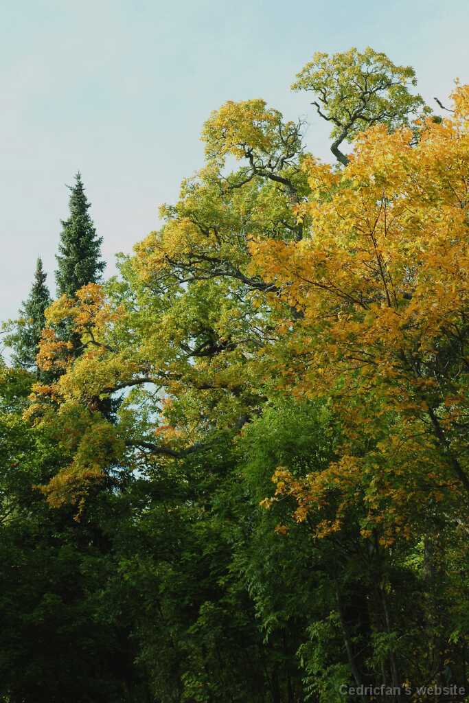 DSCF0875