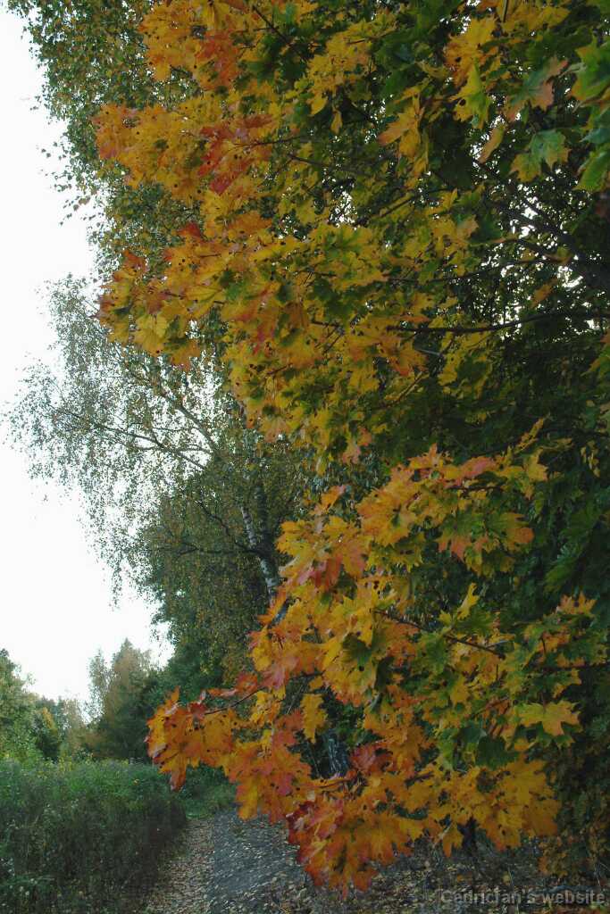 DSCF0887