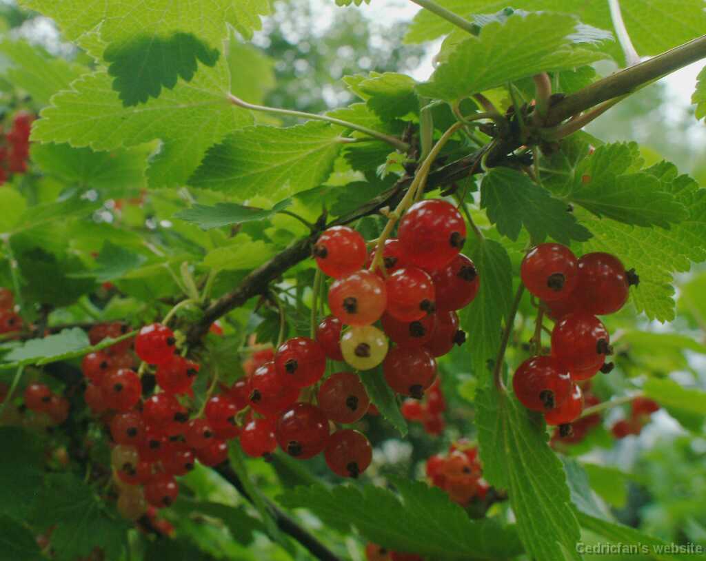 DSCF0558