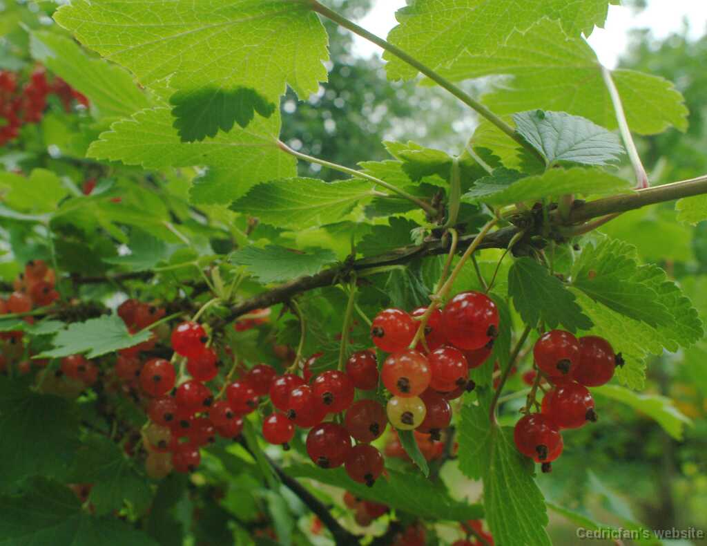 DSCF0559