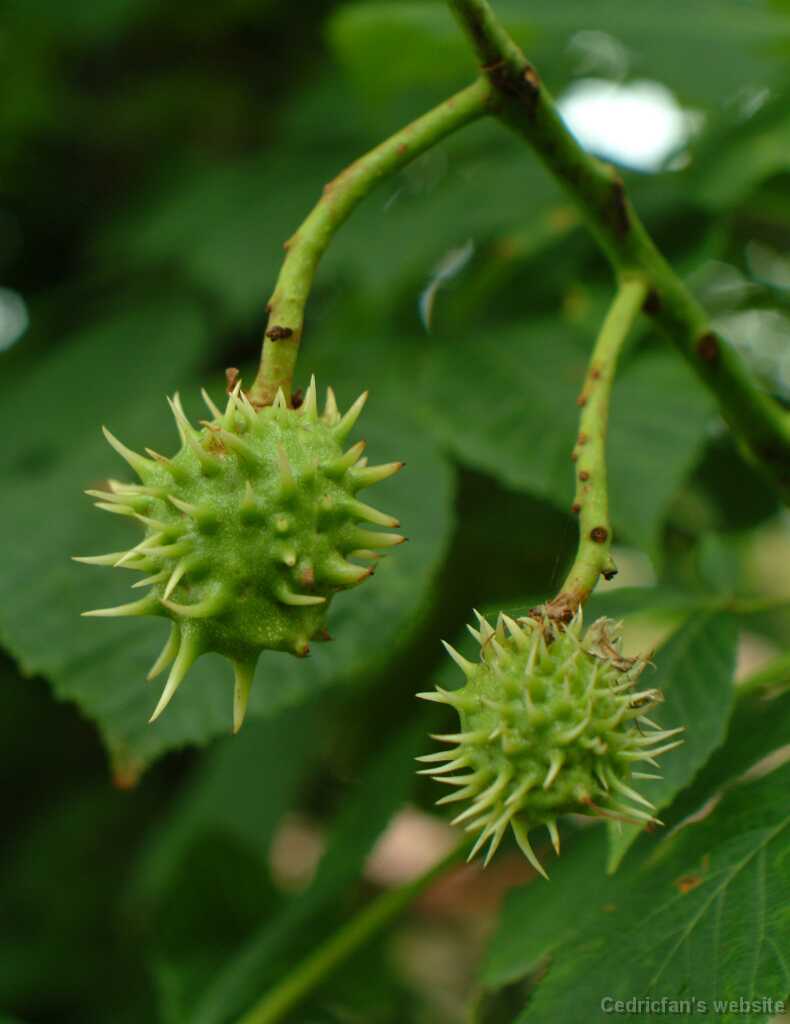 DSCF0650