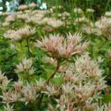 DSCF0553