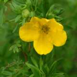 DSCF0603