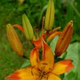 DSCF0625