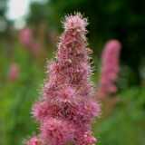 DSCF0631