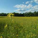 DSCF0708