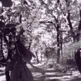 Chestnut
