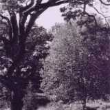 Maple