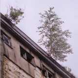 Hightree