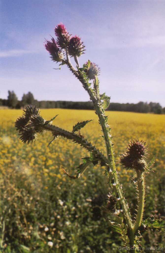 Ruissalo01