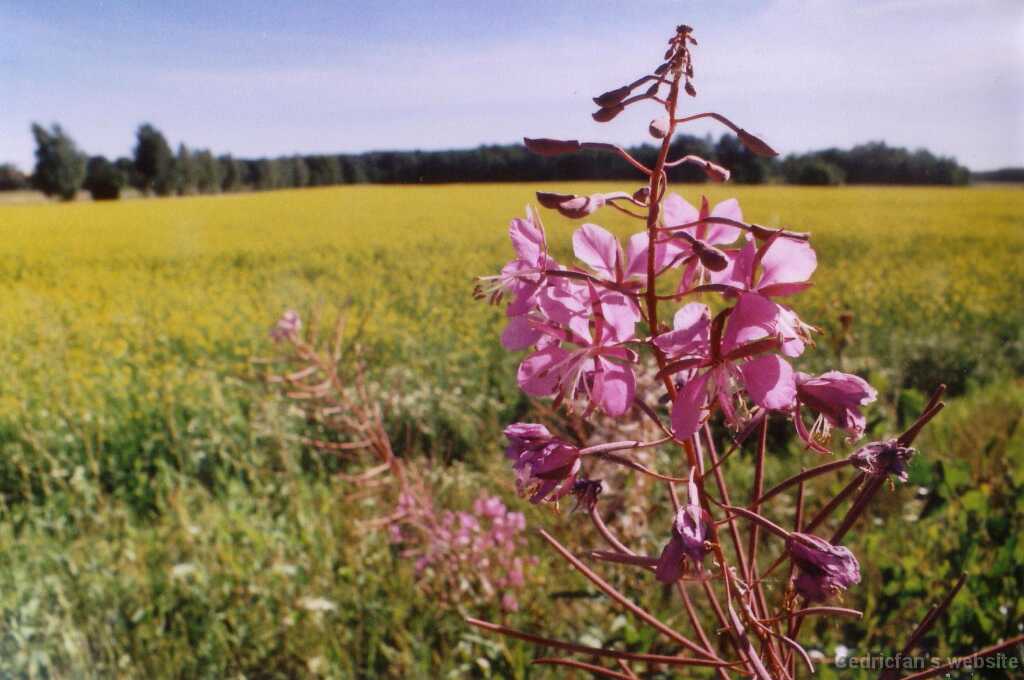 Ruissalo02