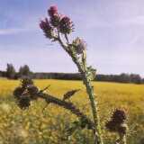 Ruissalo