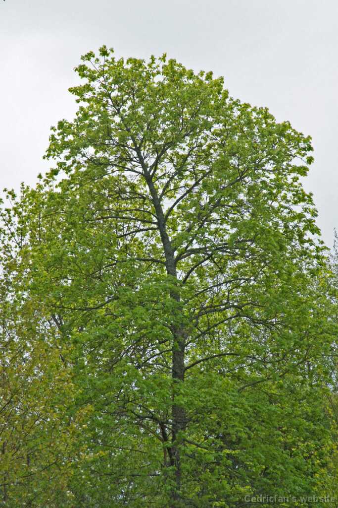 DSCF1635