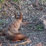 Squirrels evening