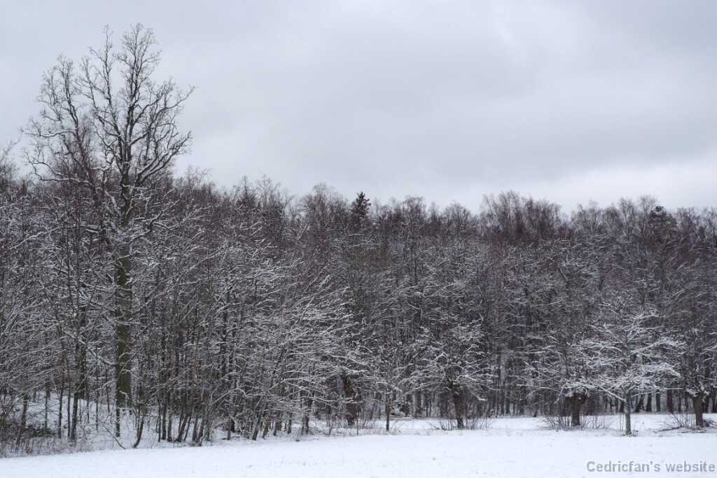 DSCF3446
