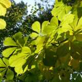 0908Autumn