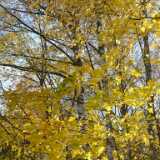 1008autumn