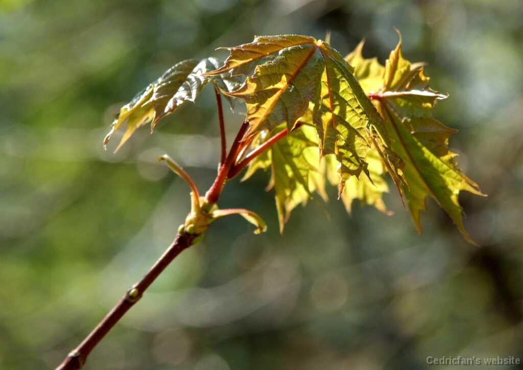 DSCF4651