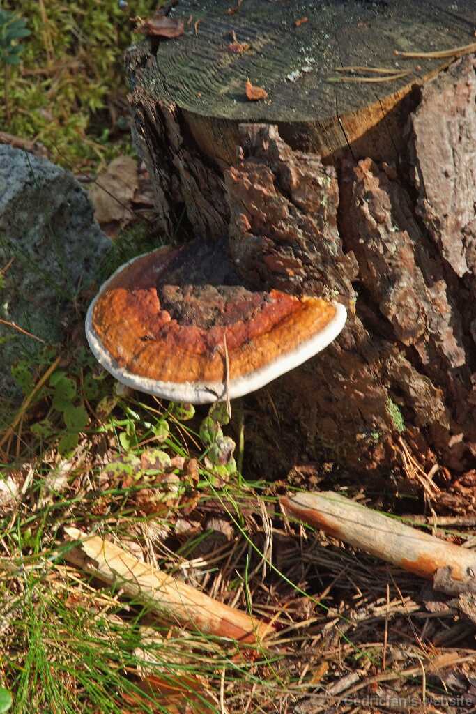 DSCF0327