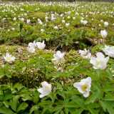 05 Spring