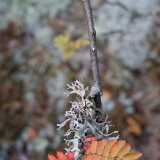 09 Autumn