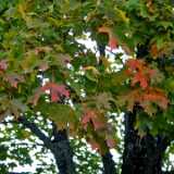 10 Autumn