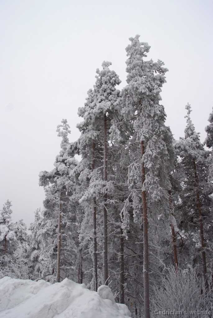 DSCF0784