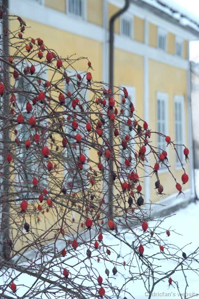 DSCF1167