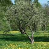 DSCF6003