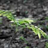 DSCF6012