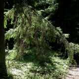 DSCF6015