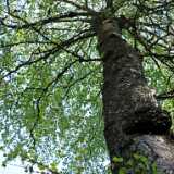 DSCF6019