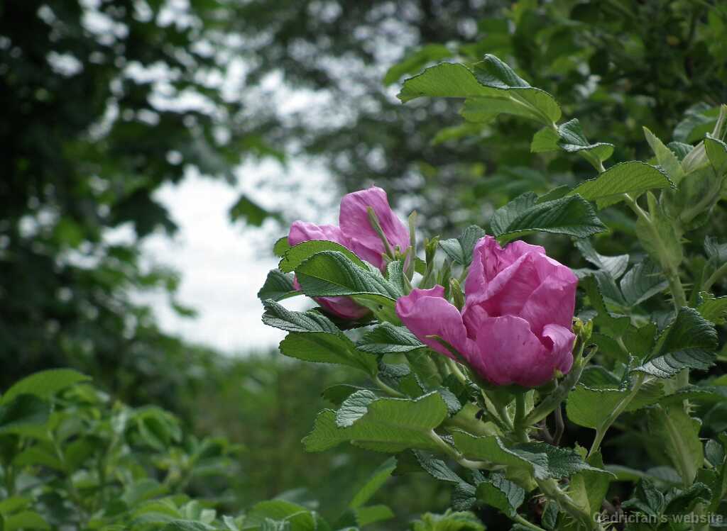DSCF6179