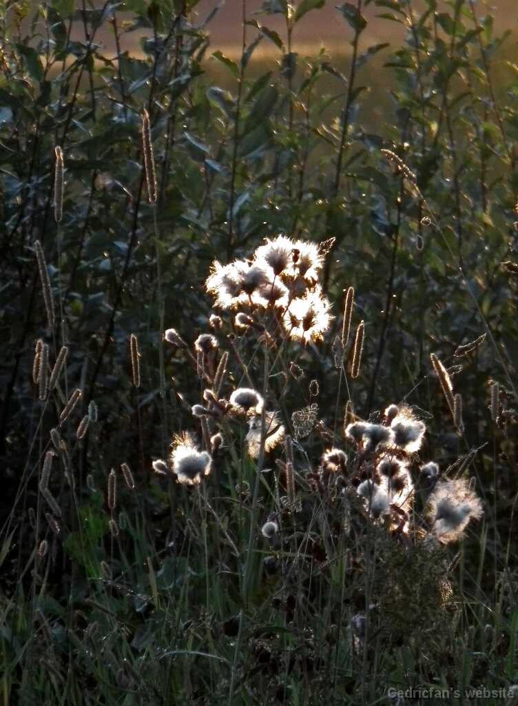DSCF7293