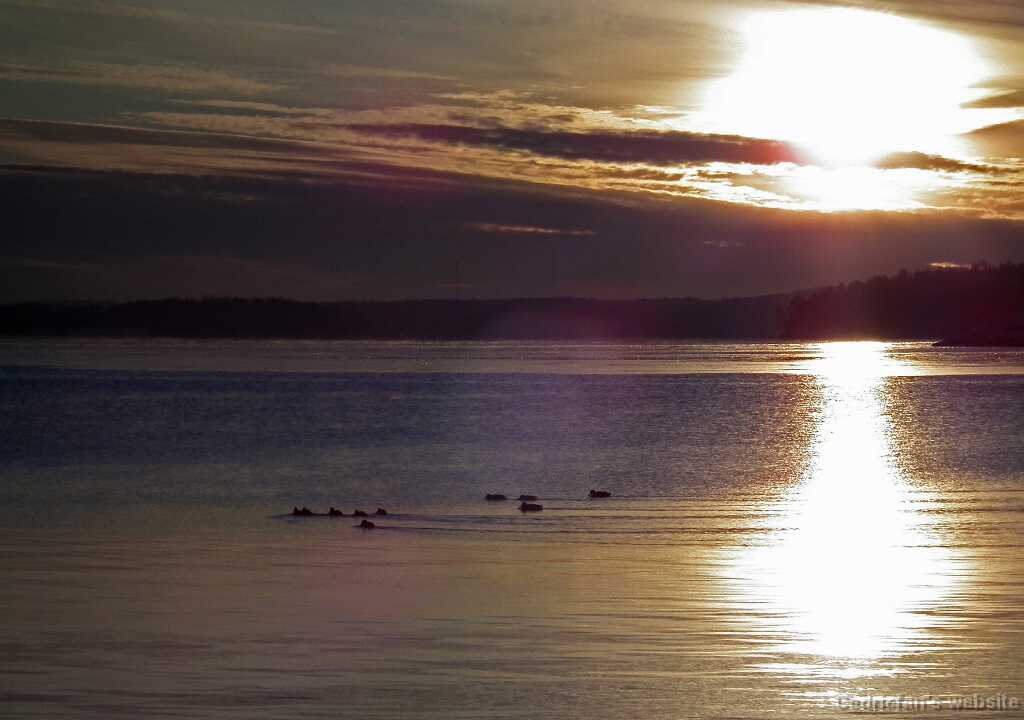DSCF8667