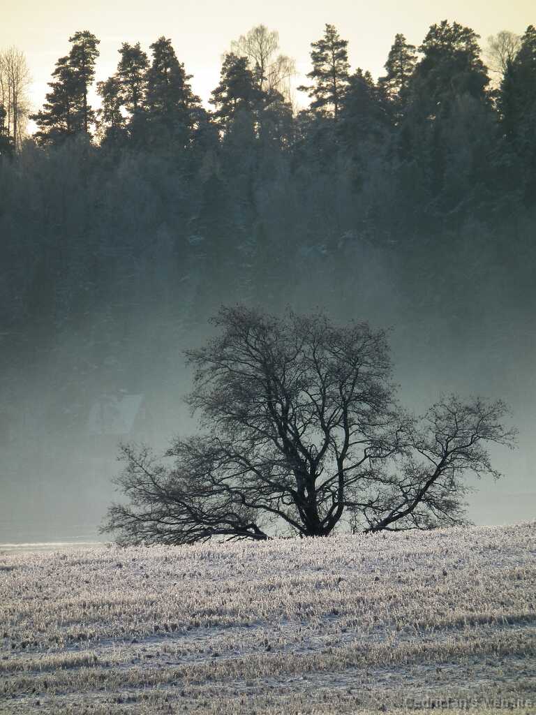 DSCF8618