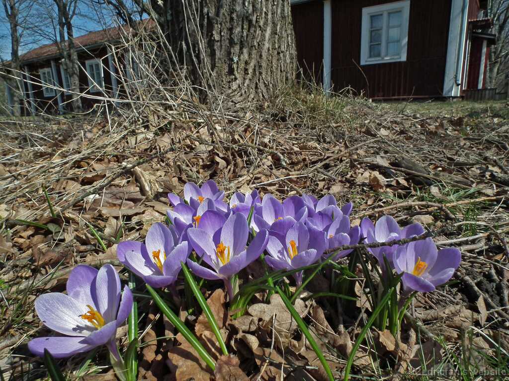 DSCF8981