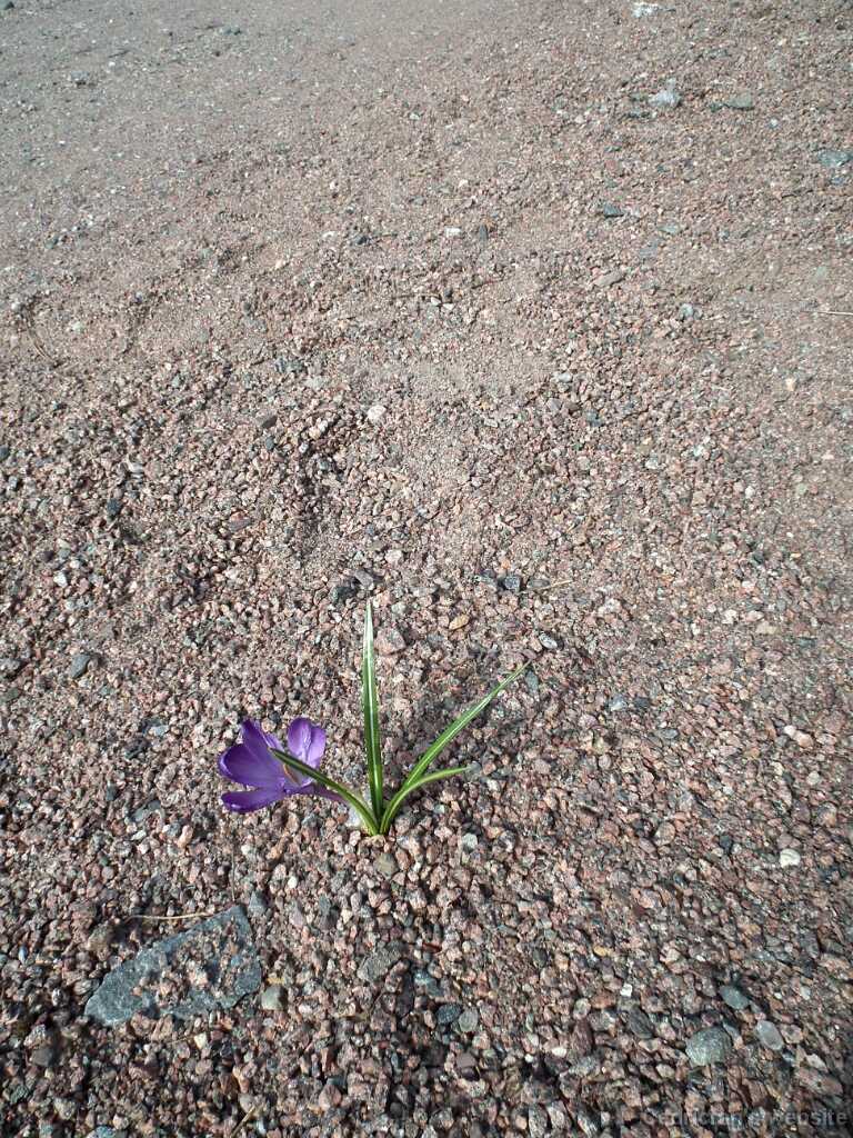 DSCF8999