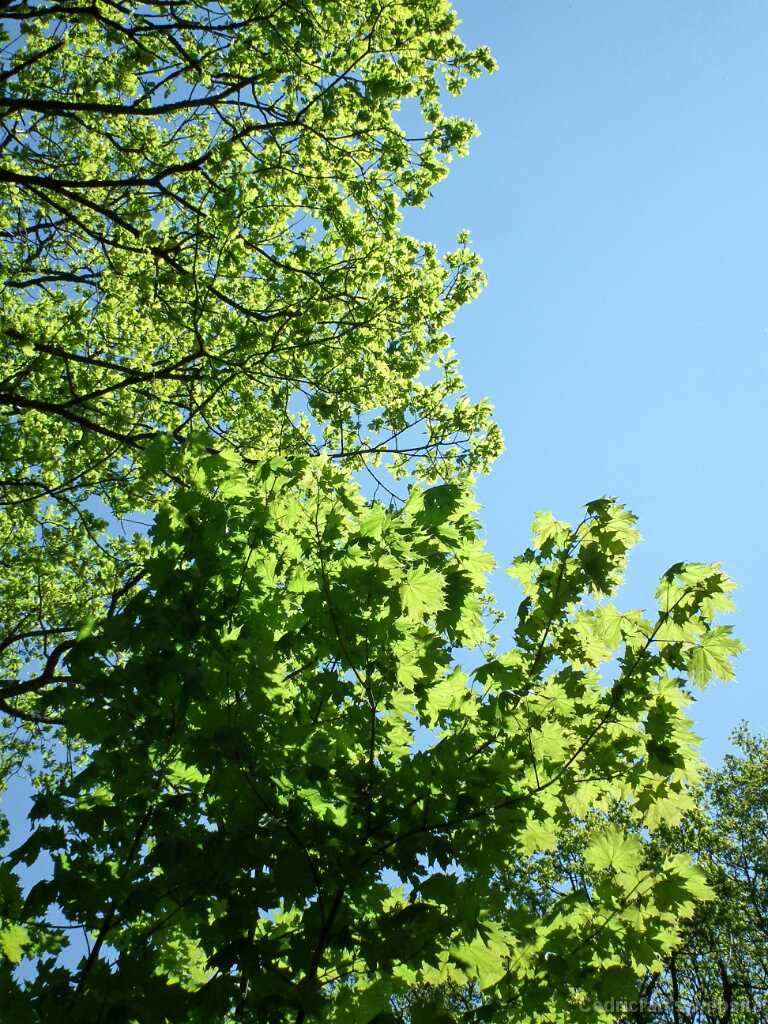 DSCF9102