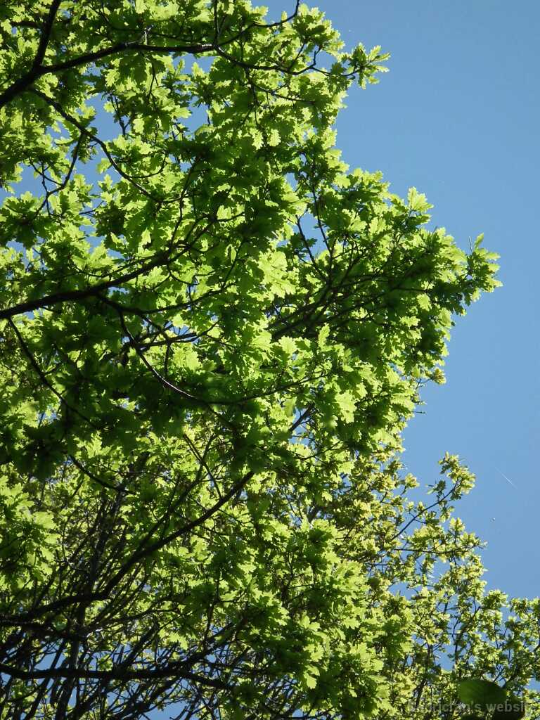 DSCF9103