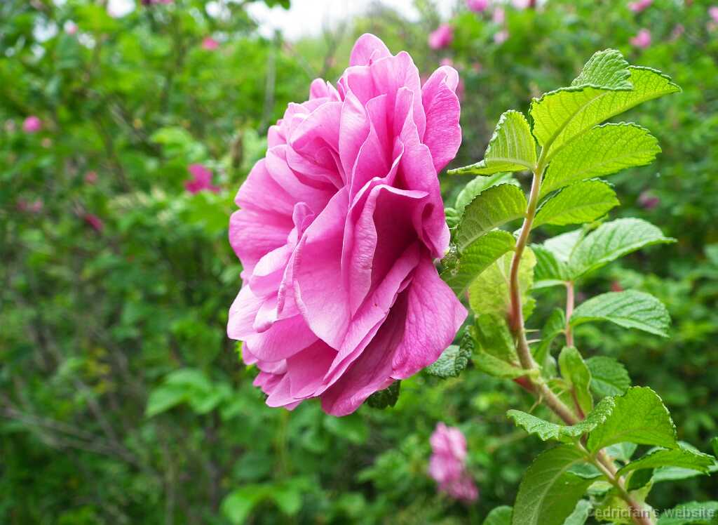 DSCF9755